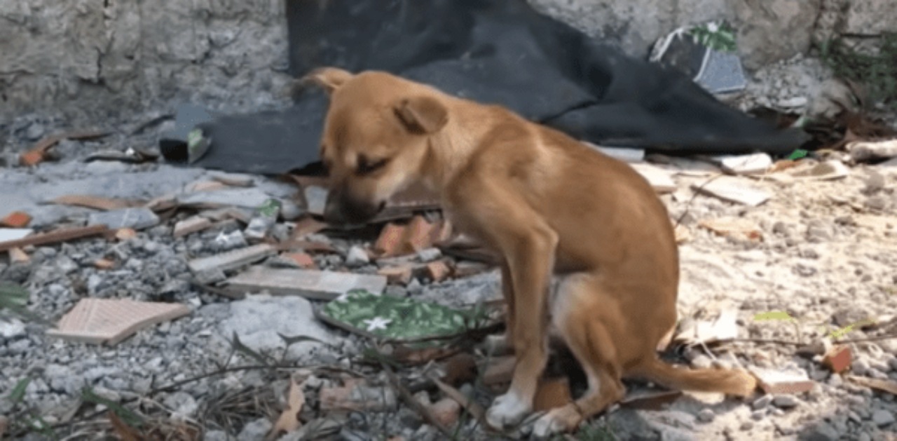 Cagnolina gettata nella spazzatura