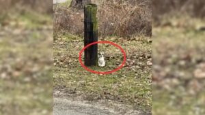 Autista trova un cagnolino legato a un albero e interviene subito per aiutarlo