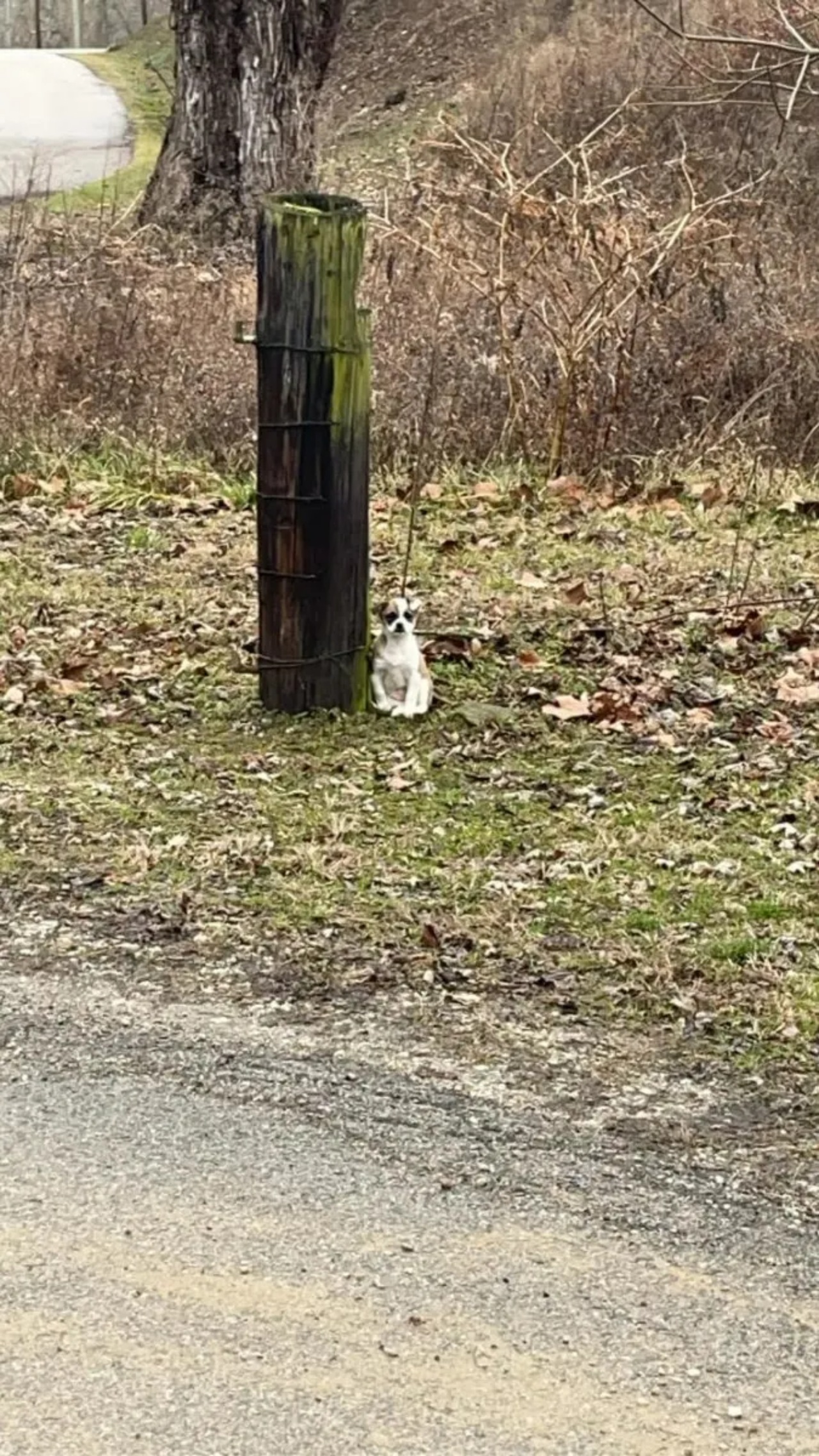 Cagnolino legato ad un albero