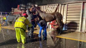 Cavallo sopravvive a incidente stradale e partorisce un puledro sano: un vero miracolo