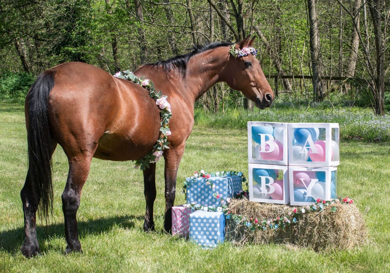 Cavallo dà alla luce un puledro