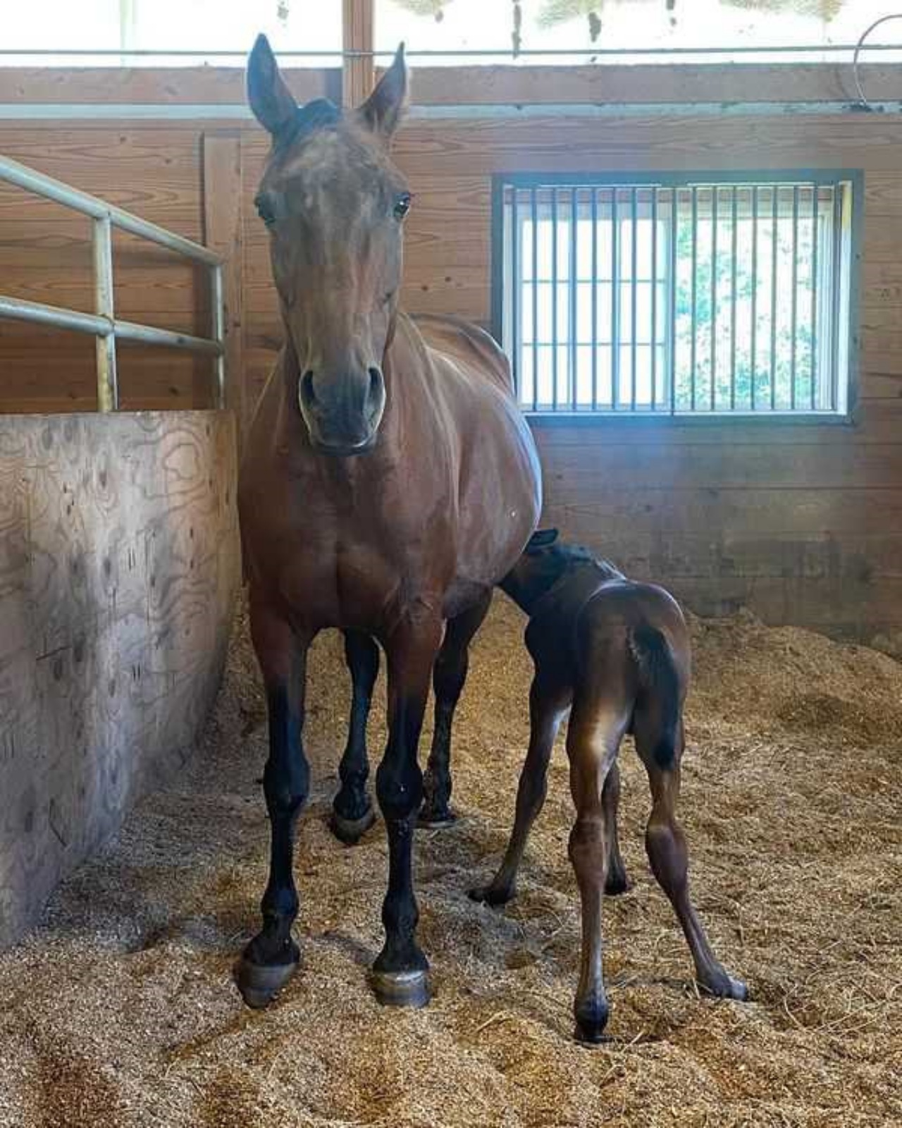 Cavallo dà alla luce un puledro