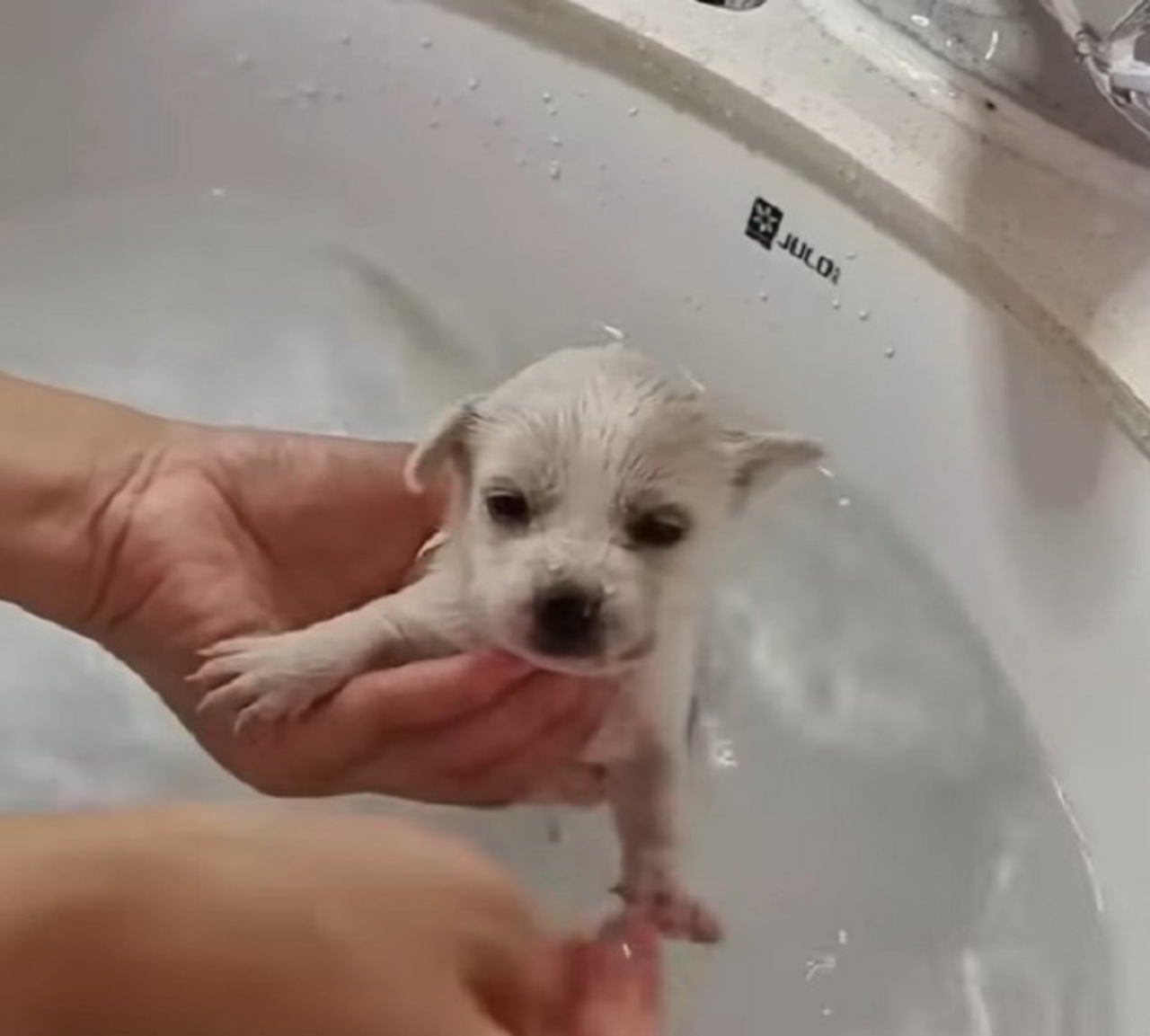 Cucciolo abbandonato in una scatola