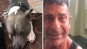 L’uomo ritrova il suo Pitbull rubato a pochi giorni dall’eutanasia programmata (VIDEO)